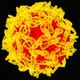 The yellow fever virus. (Image: Science Photo Library/Getty)